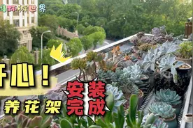酷暑中安装不锈钢花架，多肉忐忑挑战露养视频封面