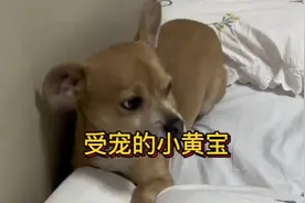 北大教授黄爸把土狗小黄儿宠得哟，黄妈都吃醋了视频封面