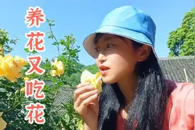 月季花能吃吗，我今天尝很多品种味道不错，这棵是水果味！