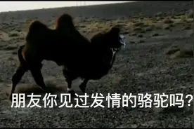 冬季又到了骆驼繁殖的季节，这时的公骆驼脾气暴躁，人离它要远点视频封面