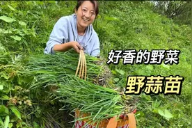 姐妹俩又发现新野菜啦！野党参遍地都是，野蒜苗太香了！视频封面