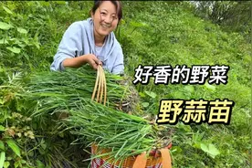 姐妹俩又发现新野菜啦！野党参遍地都是，野蒜苗太香了！视频封面