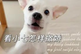 想上沙发！看看小七是怎样撒娇的！视频封面