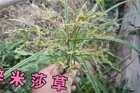 农村地里这种野生植物，中医特别喜欢，看到挖回家，效果很好视频封面