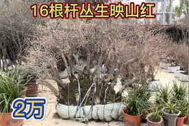 几万棵的映山红大集摆的整整齐齐，都在批发80，大哥却一棵卖2万视频封面