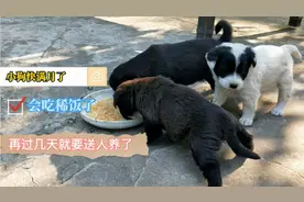 小狗快满月了，再过几天就要送人养了，真有点舍不得视频封面