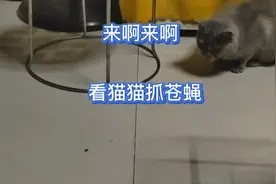 快来快来，反正也没事儿看猫猫抓苍蝇！乌鲁木齐的你们还好吗？视频封面