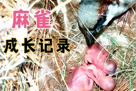 5分钟长视频，实拍麻雀成长记录，第三视角就是过瘾！