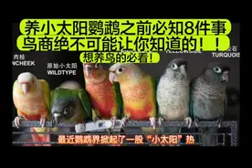 养小太阳鹦鹉之前必知的7件事，鸟商绝不可能告诉你！建议私藏！