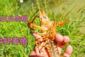 龙虾养殖，我只喂这两样东西，龙虾长的很好视频封面