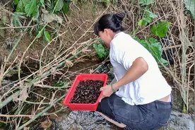 阿娇沿着河流往上摸坑螺，到河坝时一摸一抓一大把，太过瘾啦视频封面