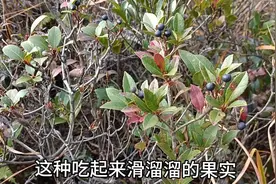 这种果子吃起来滑溜溜的.有谁吃过.中文名[石斑木]别名雷公树,视频封面
