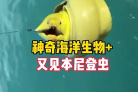 神奇海洋生物分享，又见本尼登虫视频封面