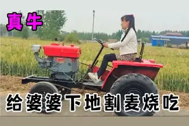 婆婆想吃烧的小麦，小六开着拖开机下地给割，烧熟后婆婆吃的真香视频封面