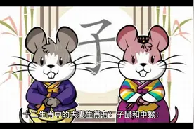 夫妻十二生肖视频封面