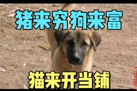猪来穷狗来富猫来开当铺，原来狗来富的意思是这么来，一起来看看视频封面