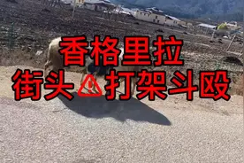 香格里拉第三站视频封面
