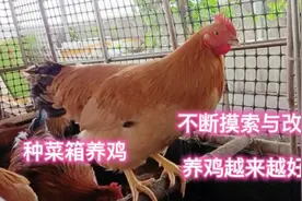 楼顶种菜箱养鸡三年，虚心学习摸索改良，养鸡越来越好还省事省心视频封面