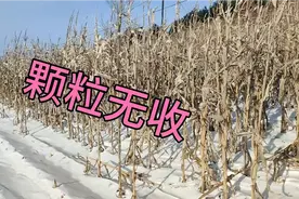 吉林农村，山里一处玉米地，都没有收割，走近一看，知道原因了视频封面