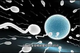 受精卵着床需要十一天，它的过程是怎样的呢？#女性#母婴#备孕