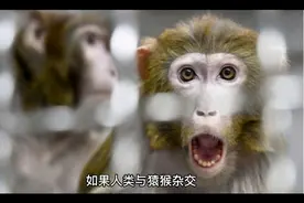 如果人类与猿猴杂交，会繁殖出什么？视频封面