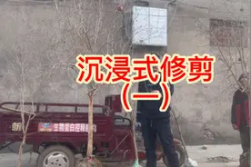 石榴树修剪详细教学，让每个人都轻松学会视频封面
