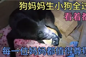 狗妈妈生小狗全过程！看着都疼，每一位妈妈都值得尊敬视频封面
