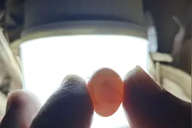 鸟蛋孵化记1图片