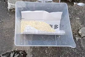 教你用普通鼠茏捕鼠以后再也不敢来视频封面