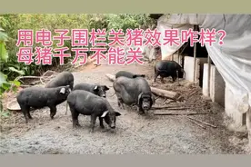 用电子围栏关猪效果怎么样？记住母猪千万不能关了，遇到大麻烦了视频封面