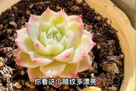推荐几盆适合室内阳台养的多肉，没温差照样上色，越晒越红越漂亮视频封面