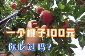 日本人可怕的桃种植，卖得贵也是有原因的视频封面