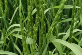 这才是防治节节麦的最佳方法，除草干净还安全，农民一定要知道视频封面