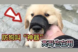 防狗叫“神器”，亮哥也在用，再也不用担心狗狗扰民了