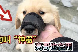 防狗叫“神器”，亮哥也在用，再也不用担心狗狗扰民了视频封面