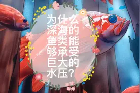 为什么深海的鱼类能够承受巨大的水压？视频封面
