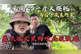 北京夫妻采摘大樱桃，25元一斤送野菜，赶紧跑差点被黑狗咬屁股！视频封面