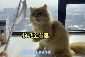 争议最多的猫：粉爪垫无毛尖色金渐层6个月公猫要价1万值不值？