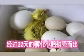 经过32天的孵化，鹅出壳全程拍摄，见证生命的美好视频封面
