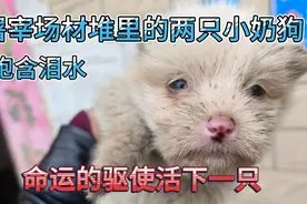 屠宰场材堆里的两只小奶狗， 命运的驱使 勇敢的活下一只视频封面