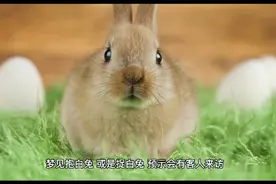周公解梦之梦见兔子视频封面