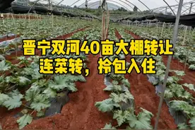 晋宁双河蔬菜大棚转让，连菜转，拎包入住视频封面