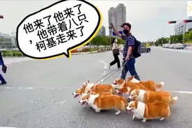 带八只柯基炸街，回头率百分百，逛超市的八只柯基，秒变背景墙！