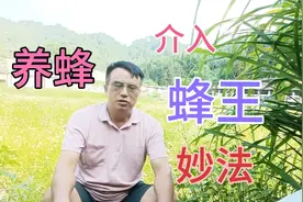 时下青黄不接雄蜂少，这样介王，能确保换王成功！视频封面