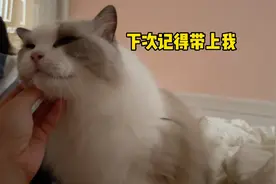 睡觉换屋忘了告诉我家老布偶猫，叫声委屈抱怨视频封面