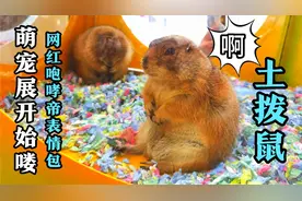 实拍哈尔滨群力远大萌宠展！第一次看网红表情包土拨鼠，萌翻了！视频封面