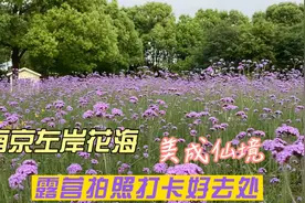 南京左岸花海 美成仙境 露营拍照打卡好去处视频封面