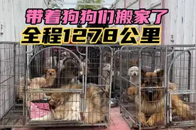 小徐带走140多只流浪狗离开了湖北，全程1278公里带着狗狗搬家。视频封面
