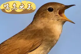 鸣鸟之王夜莺稳稳开唱，叫声干净敞亮，叫口婉转流畅，真棒