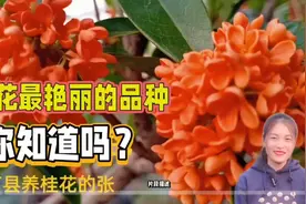 你一定要知道的品种朱砂桂，开花最艳丽，一起了解一下视频封面